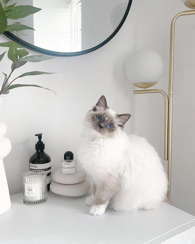 Gorgeous Purebred Ragdoll Kittens Ready To Go Image eClassifieds4u