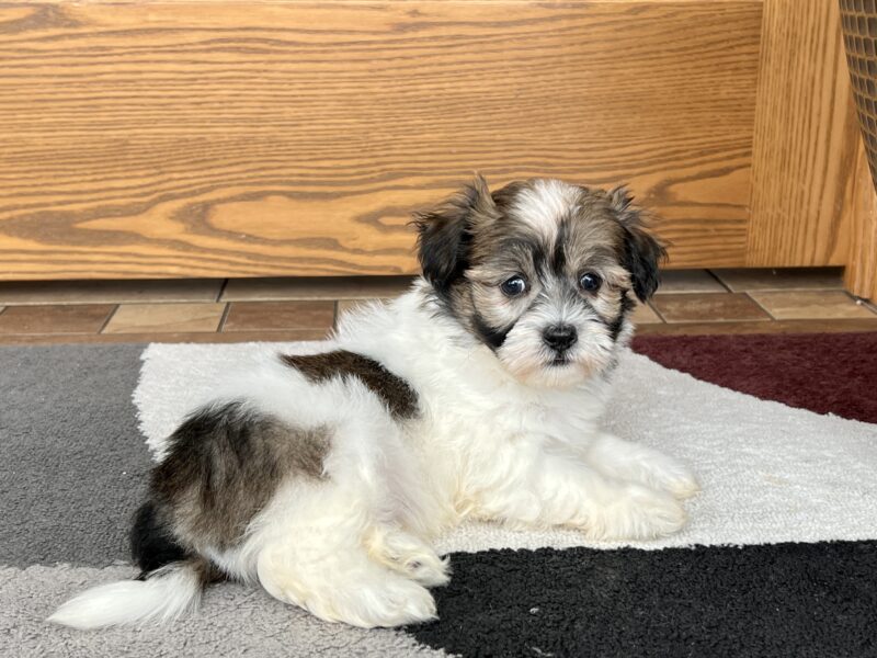 Havanese puppies for adoption. up to date on vaccines,potty trained and vet approved. Image eClassifieds4u