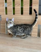 Beautiful Munchkin Kittens Males And Females For Sale Image eClassifieds4U