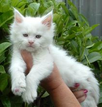 Maine Coon Kittens for sale. Tica registered. Image eClassifieds4u 3