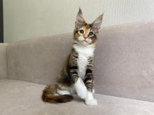 Maine Coon Kittens for sale. Tica registered. Image eClassifieds4u 2
