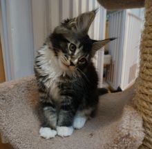 Maine Coon Kittens for sale. Tica registered. Image eClassifieds4u 3