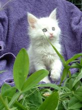 Maine Coon Kittens for sale. Tica registered. Image eClassifieds4u 1