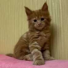 Maine Coon Kittens for sale. Tica registered. Image eClassifieds4u 2