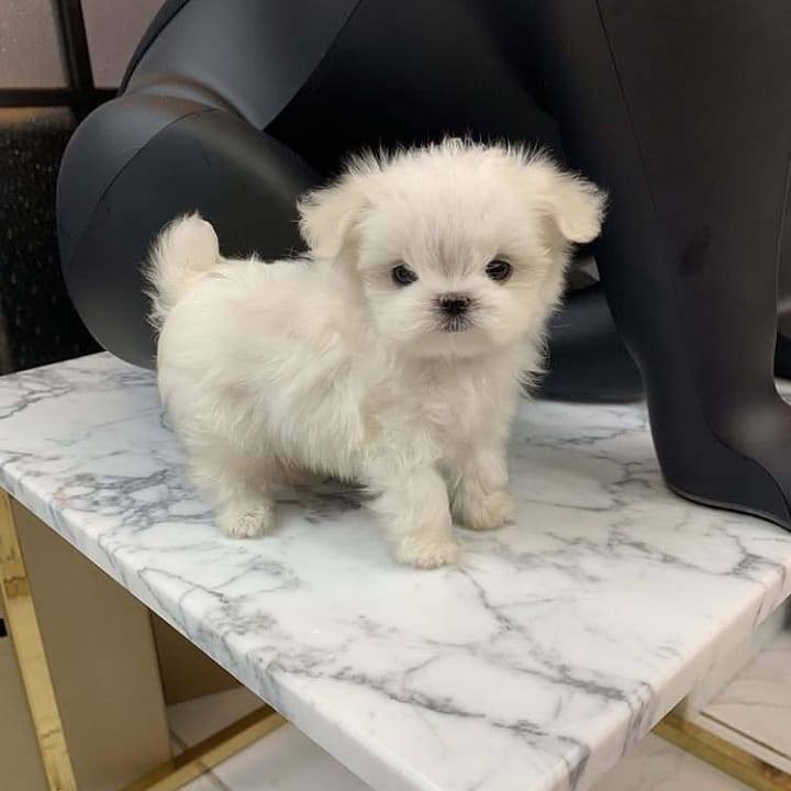 ???? Charming ? Ckc ?? Male ?? Female ::?:: Maltese Puppies ???? Image eClassifieds4u