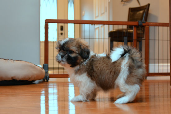 ???? Ckc ? Male ? Female ? Shih Tzu Puppies ????Delivery is Possible???? Image eClassifieds4u