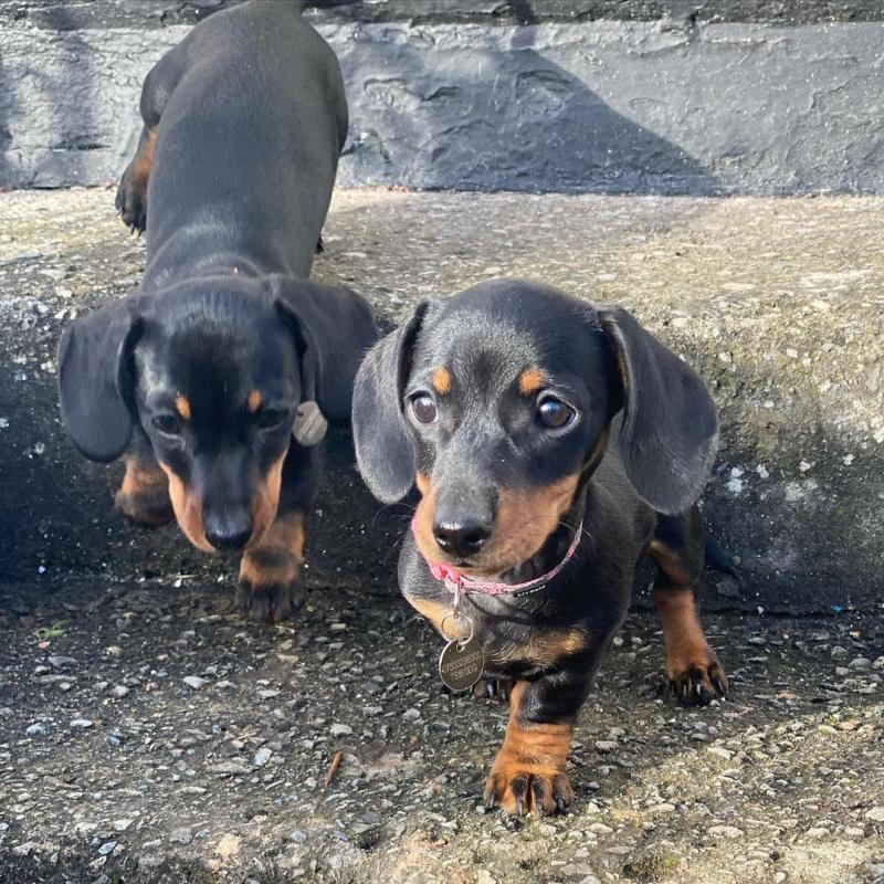 For Adoption: Dachshund Puppies,Ckc Reg. Image eClassifieds4u