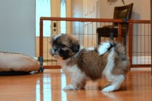 ???? Ckc ? Male ? Female ? Shih Tzu Puppies ????Delivery is Possible????