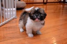 Wonderful Shih Tzu Puppies Available Now