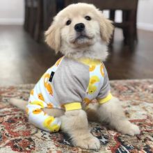 Adorable Golden Retriever Puppies