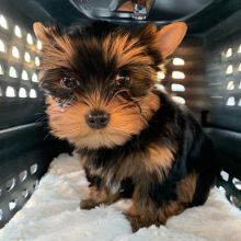 Amazing Teacup Yorkie Puppies For Adoption
