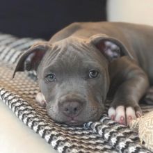 American Pit Bull Terriers Puppies Ready