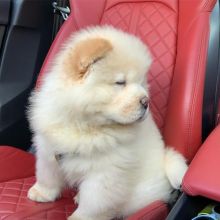 beautiful Chow Chow Puppies Available