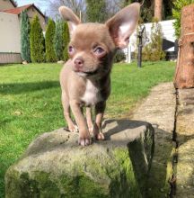 Chihuahua Puppies Available for adoption EMAIL: fordellis2@gmail.com