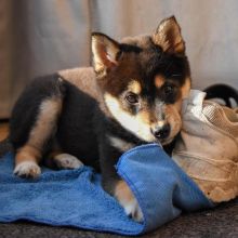 C.K.C MALE AND FEMALE SHIBA INU PUPPIES AVAILABLE