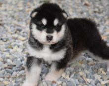 Lovely Alaskan Malamute puppies