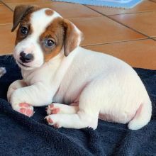 MINIATURE JACK RUSSEL TERRIER PUPPIES