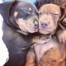 Smooth coat Dachshund Puppies available