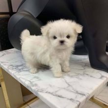 ???? Charming ? Ckc ?? Male ?? Female ::?:: Maltese Puppies ???? Image eClassifieds4U