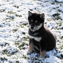 ???? Ckc ? Male ? Female ? Shiba Inu Puppies ????Delivery is Possible???? Image eClassifieds4u 1