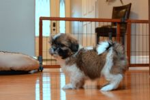 ???? Ckc ? Male ? Female ? Shih Tzu Puppies ????Delivery is Possible???? Image eClassifieds4U
