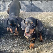 For Adoption: Dachshund Puppies,Ckc Reg. Image eClassifieds4U