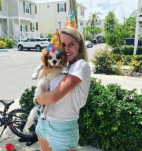 Gorgeous Cavalier King Charles Spaniel puppies available Image eClassifieds4U