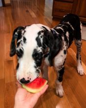 Great dane puppies for adoption EMAIL: ricecarrut@gmail.com Image eClassifieds4u 2