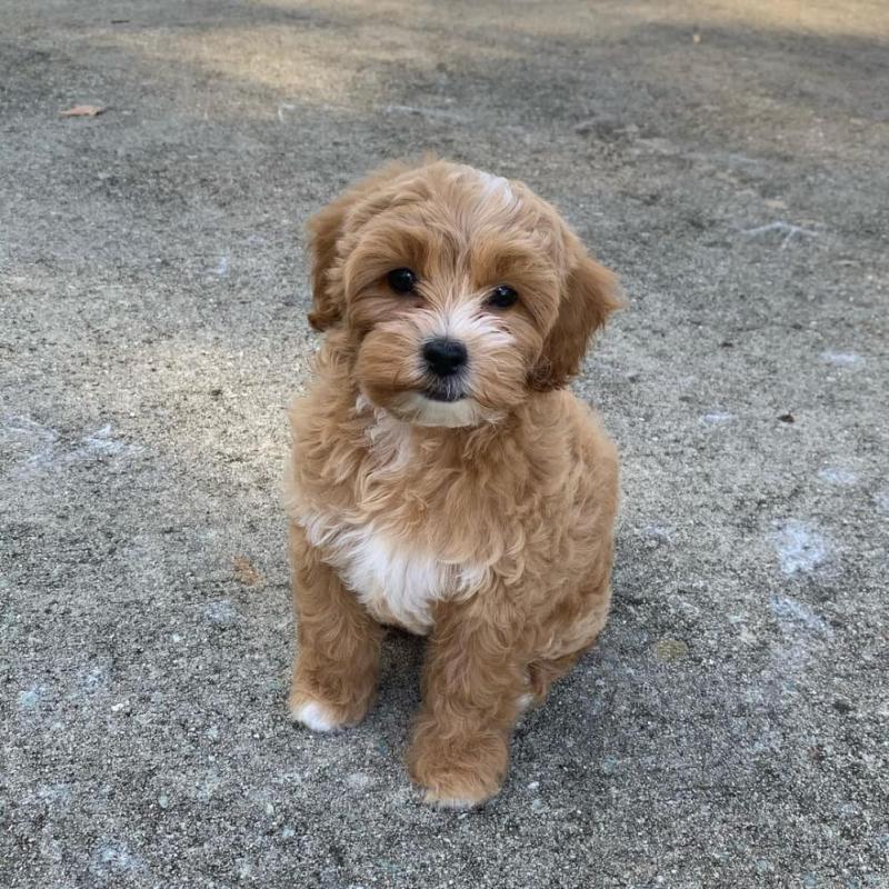 MaltiPood Puppies Available Now For Adoption Image eClassifieds4u