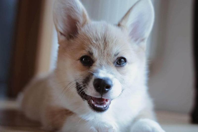 Pembroke Welsh Corgi Puppies Needing new Home Image eClassifieds4u