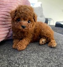 Adorable teacup and toy poodle puppies available and ready to go