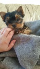 Asorable yorkie puppies available