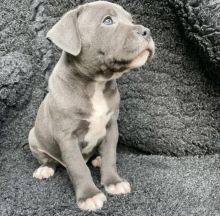 Best Quality male and female American pitbull for adoption...