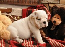 English bulldog puppies for adoption