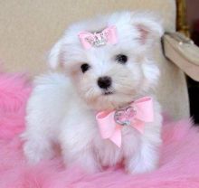 Excellent male and female MALTESE Puppies 💕Delivery Available🌎