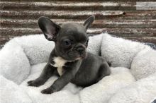 French bulldog puppies available for adoption