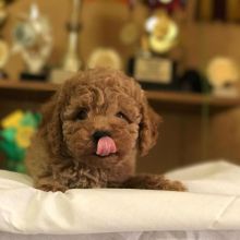 Healthy Maltipoo puppies read now