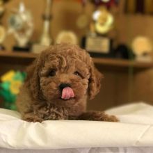 Maltipoo puppies available for Adoption