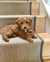 playful little goldendoodles for rehoming