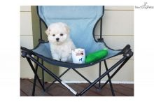 Teacup Maltese puppies for adoption