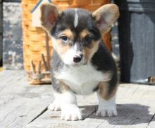 Well Trained Pembroke Welsh Corgi Puppies For Adoption