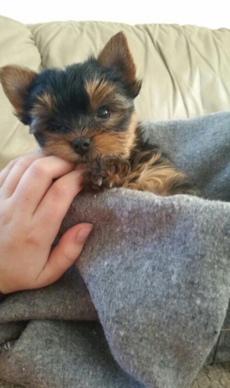 Asorable yorkie puppies available Image eClassifieds4u