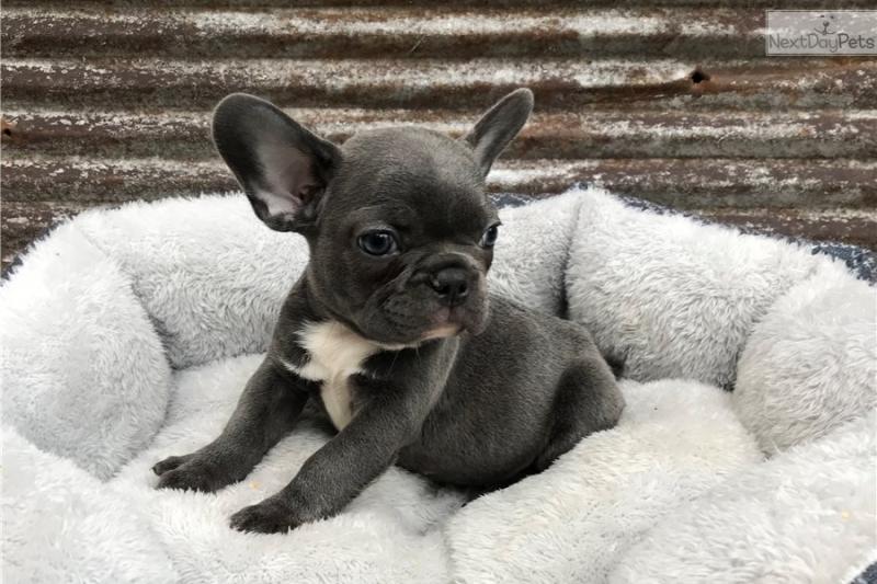 French bulldog puppies available for adoption Image eClassifieds4u