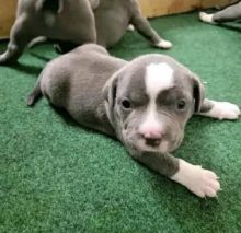 Best Quality male and female American pitbull for adoption... Image eClassifieds4u 2