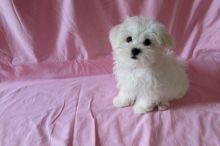 Excellent male and female MALTESE Puppies 💕Delivery Available🌎 Image eClassifieds4u 1