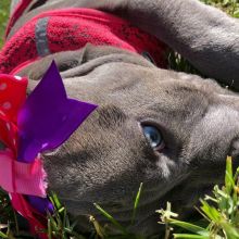 male and female Blue Nose Pitbull Puppies 💕Delivery Available🌎 Image eClassifieds4U