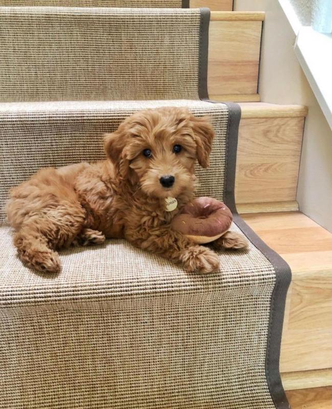 playful little goldendoodles for rehoming Image eClassifieds4u