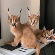 Caracal kittens for sale