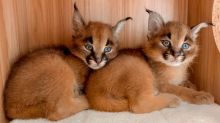 Caracal kittens for sale