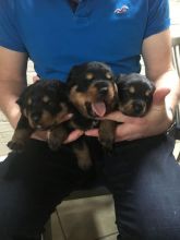 Cute lovely Male and Female rottweiler puppies for adoption
